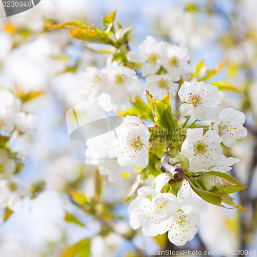 Image of Blooming branch of the fruit tree