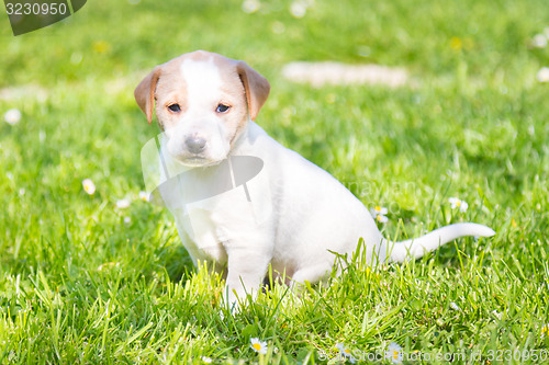 Image of Mixed-breed cute little puppy on grass.