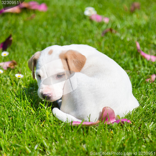 Image of Mixed-breed cute little puppy on grass.