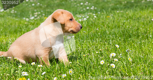 Image of Mixed-breed cute little puppy on grass.