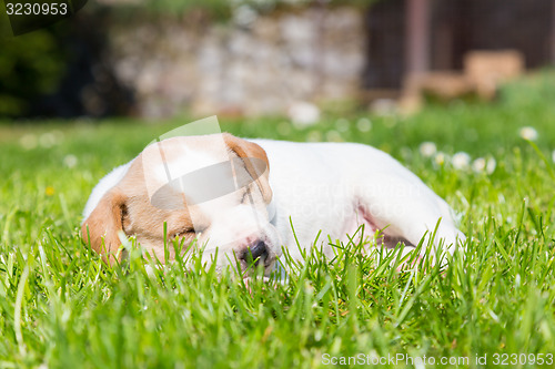 Image of Mixed-breed cute little puppy on grass.