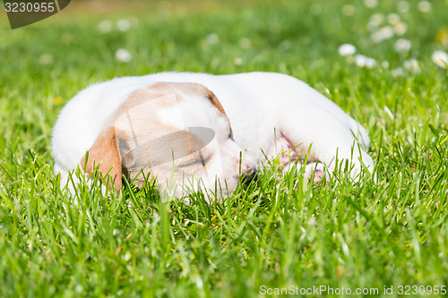 Image of Mixed-breed cute little puppy on grass.