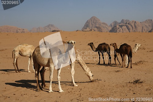 Image of ASIA MIDDLE EAST JORDAN WADI RUM