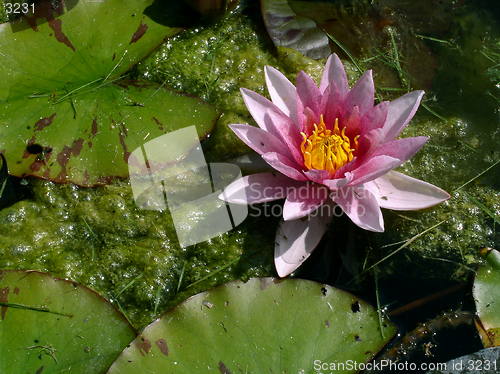 Image of waterlily