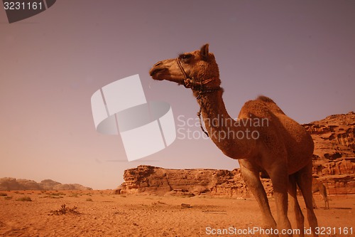 Image of ASIA MIDDLE EAST JORDAN WADI RUM