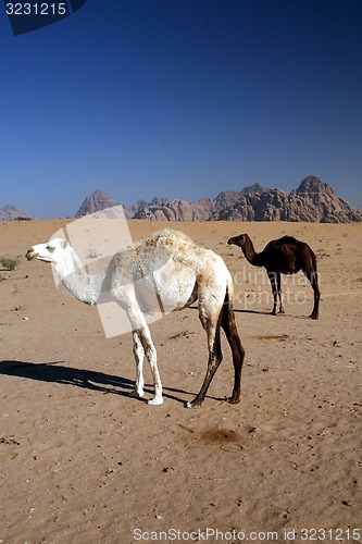 Image of ASIA MIDDLE EAST JORDAN WADI RUM