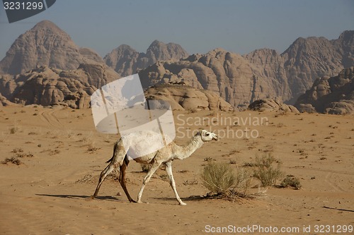 Image of ASIA MIDDLE EAST JORDAN WADI RUM