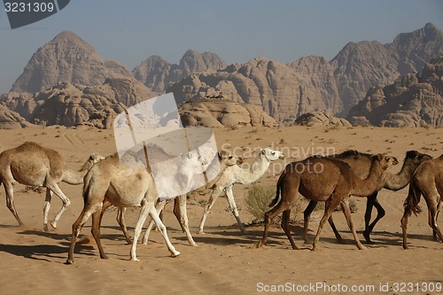 Image of ASIA MIDDLE EAST JORDAN WADI RUM