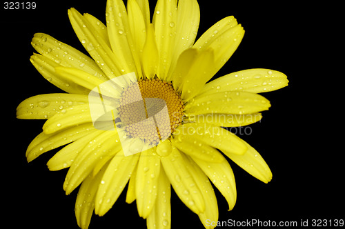 Image of yellow