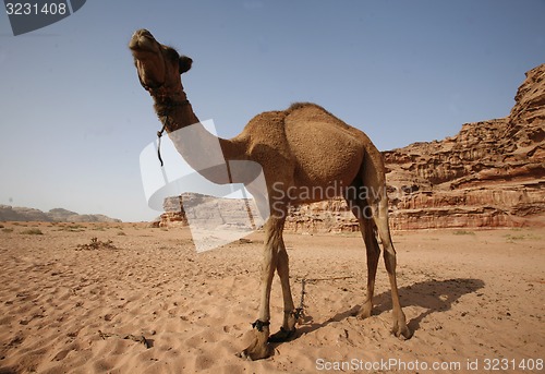 Image of ASIA MIDDLE EAST JORDAN WADI RUM