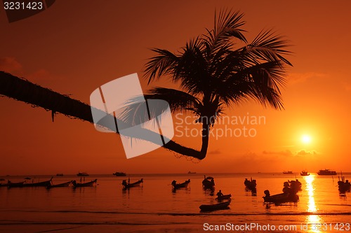 Image of ASIA THAILAND KO TAO