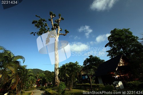 Image of ASIA THAILAND KO TAO