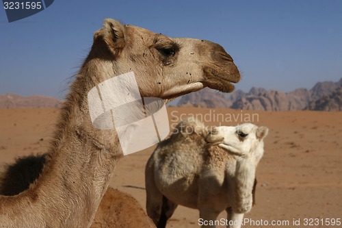 Image of ASIA MIDDLE EAST JORDAN WADI RUM