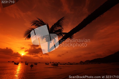 Image of ASIA THAILAND KO TAO