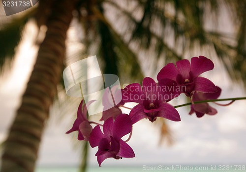 Image of ASIA THAILAND KO TAO 