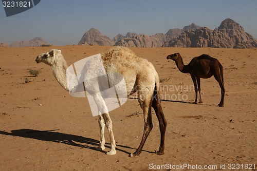 Image of ASIA MIDDLE EAST JORDAN WADI RUM