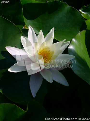 Image of waterlily