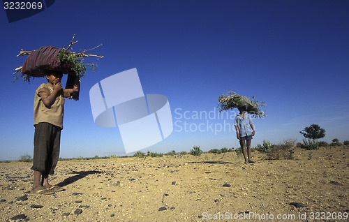 Image of ASIA INDIA RAJASTHAN