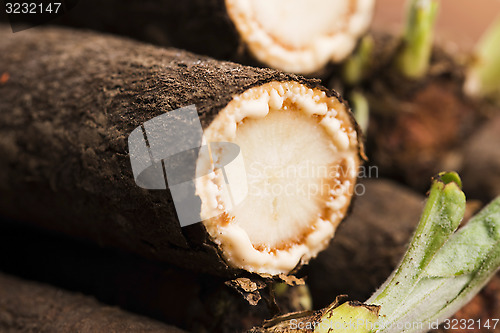 Image of salsify vegetables on wood 