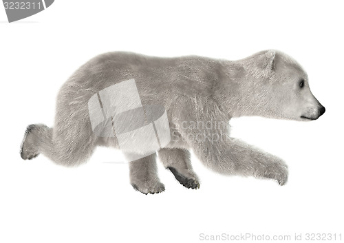 Image of Polar Bear Cub