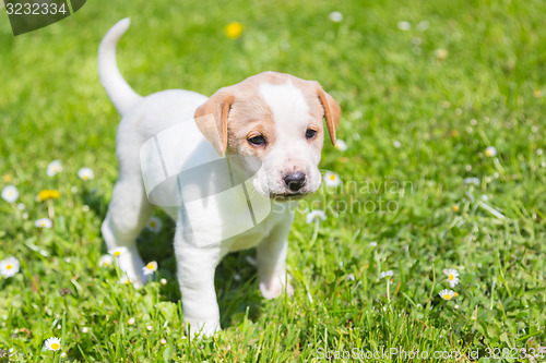 Image of Mixed-breed cute little puppy on grass.