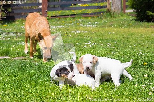 Image of Mixed-breed cute little dog family.