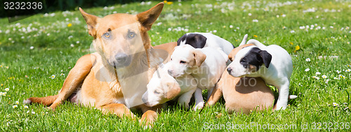 Image of Mixed-breed cute little dog family.