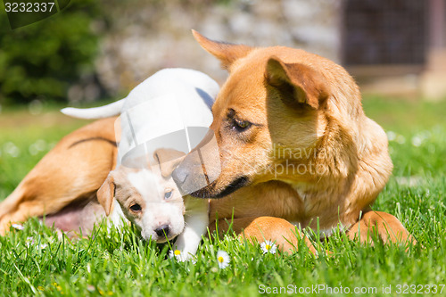 Image of Mixed-breed cute little dog family.