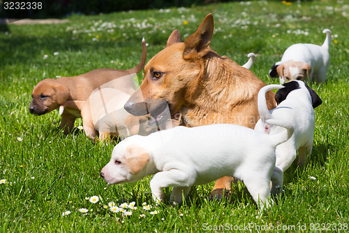 Image of Mixed-breed cute little dog family.