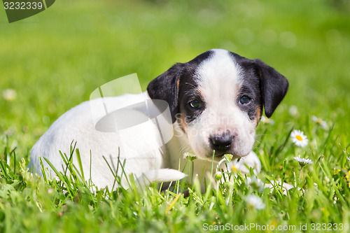 Image of Mixed-breed cute little puppy on grass.