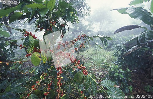 Image of LATIN AMERICA HONDURAS COPAN