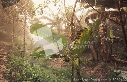 Image of LATIN AMERICA HONDURAS COPAN