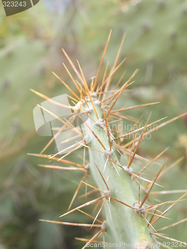 Image of Cactus