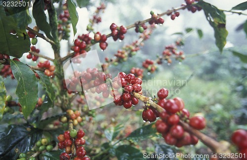 Image of LATIN AMERICA HONDURAS COPAN