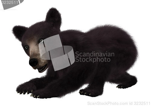 Image of Black Bear Cub