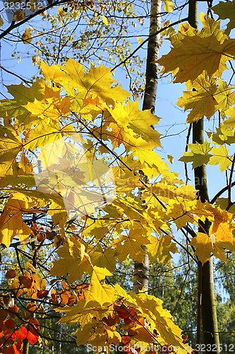 Image of Branches of beautiful autumn trees