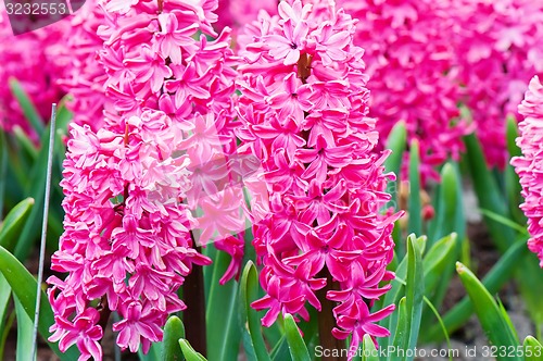 Image of Macro shot of vibrant pink hyacinth