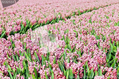 Image of Field of pink hyacinths with red tulip