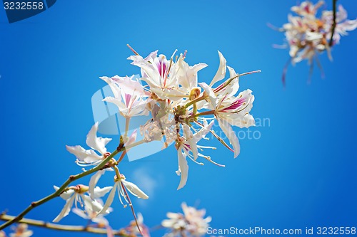 Image of White flowers with pink over blue background