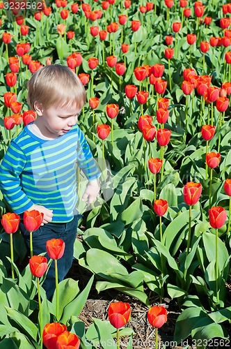 Image of Little boy running on tulips fields