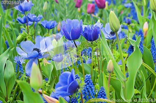 Image of Blue anemone and other flowers
