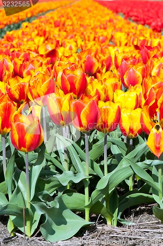 Image of Spring field of red and striped tulips