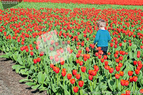 Image of Small boy running on tulips field