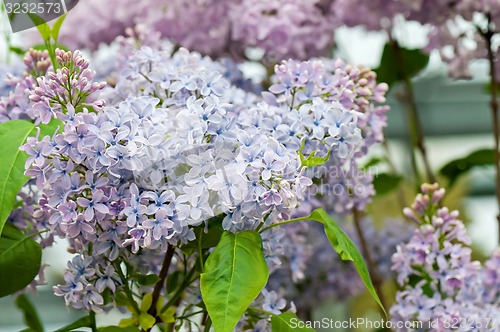 Image of Macro shot of lilac flowers