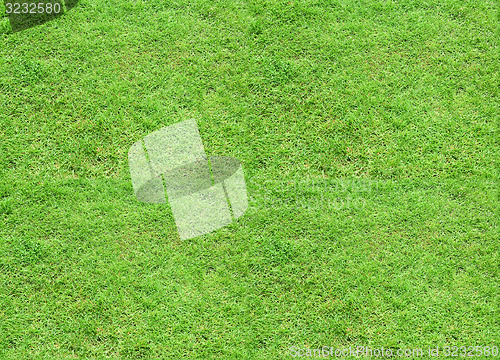Image of Seamless tileable texture - green grass meadow