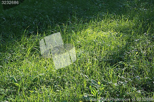 Image of Green grass and sunlight