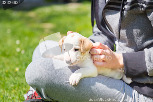 Image of Mixed-breed cute little puppy in lap.