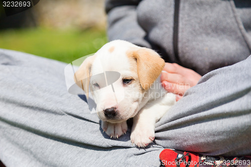 Image of Mixed-breed cute little puppy in lap.