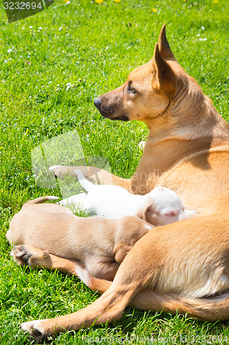 Image of Mixed-breed cute little dog family.