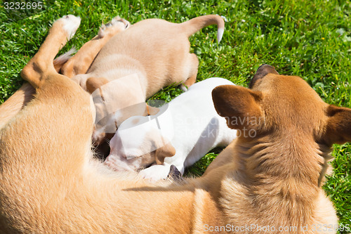 Image of Mixed-breed cute little dog family.